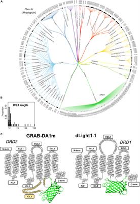 A Bright and Colorful Future for G-Protein Coupled Receptor Sensors